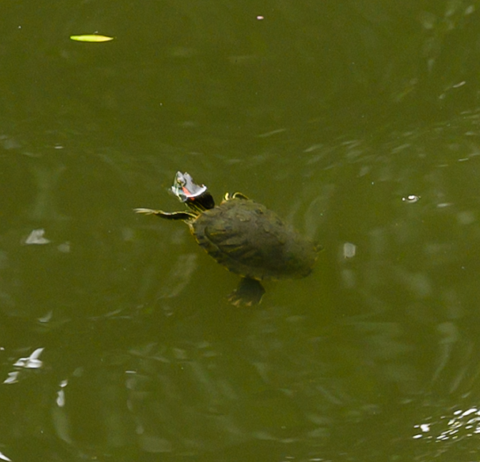 YuGarden_Turtle